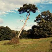 IMG_20150102_195057 Pin Parasol(GARELLY)