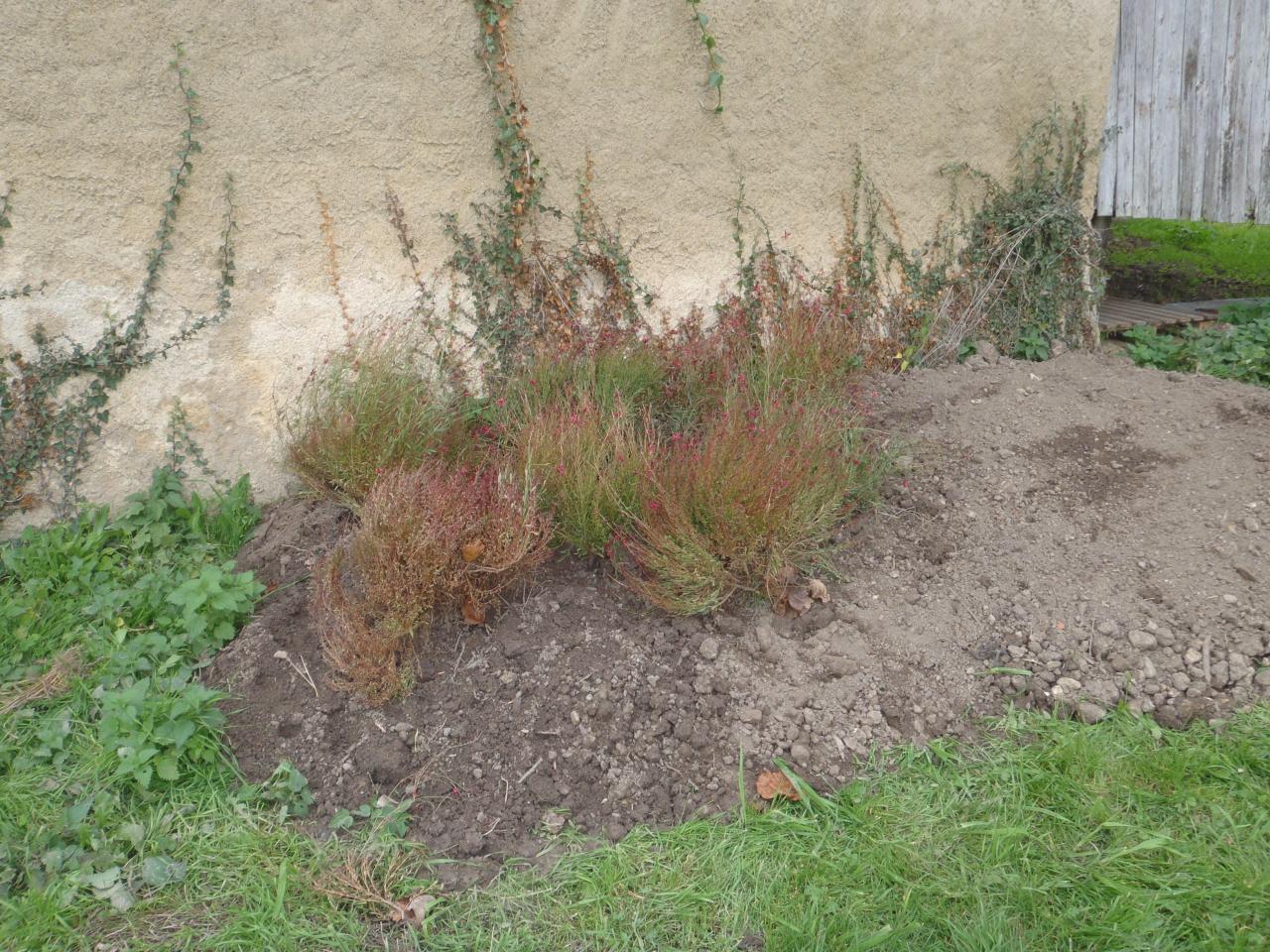 Plante en nourrice à l'extérieur